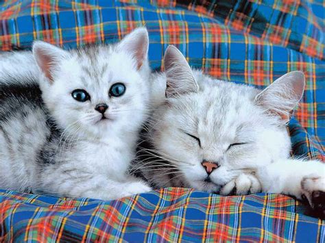 Cute And Funny Kitten New Pictures Images Pets Cute And