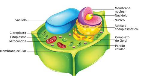 10 Dibujo De Una Celula Eucariota Vegetal Y Sus Partes Ayayhome