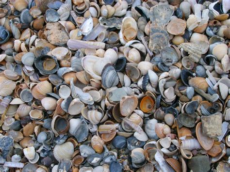 Free Stock Photo Of Background Texture Of Broken Seashells And Pebbles