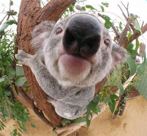 Aw Super Cute Koala Photo Drole Animaux Animaux Amusants Koala