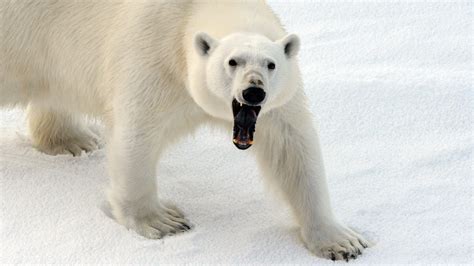 Russian Arctic Town Suffers Polar Bear Invasion Dozens Of Predators