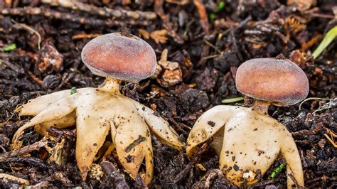 The Year In Fungi The New Yorker