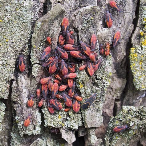 Boxelder Bug Control Methods How To Get Rid Of Boxelder Bugs In