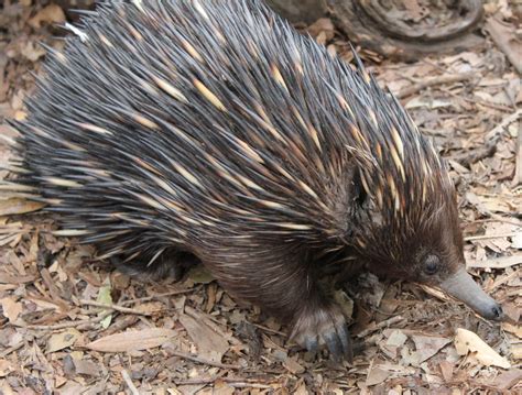 animals, Echidna Wallpapers HD / Desktop and Mobile Backgrounds