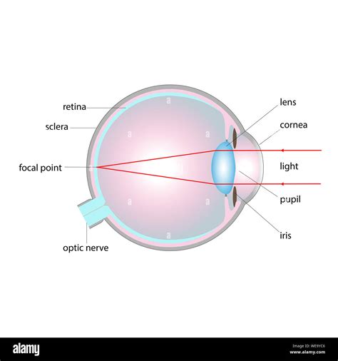 Human Eye Normal Vision Stock Photo Alamy