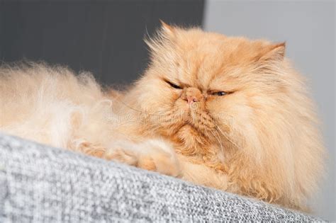 Persian Cat Sleepy Face In Dry Season Indonesia Stock Image Image Of