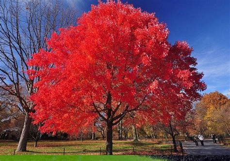 Best Maple Trees For Fall Color — Plantingtree