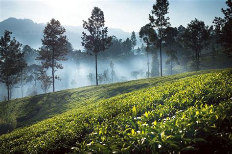 For example, a user with 4 fields: Scenic launches 2017/2018 India and Sri Lanka programme - LATTE Luxury News