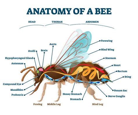 The Abcs Of Honeybee Anatomy