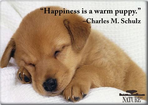 Quotes About Dogs And Cats Quotesgram