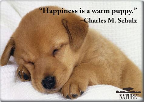 If your cat is the affectionate type, snuggle up next to them and browse through these quotes; Quotes About Dogs And Cats. QuotesGram