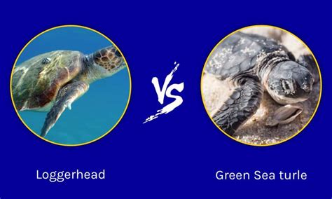 Loggerhead Vs Green Sea Turtle What Are The Differences Imp World