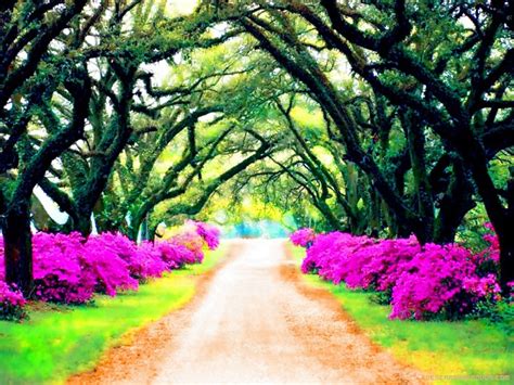 Paseo entre flores