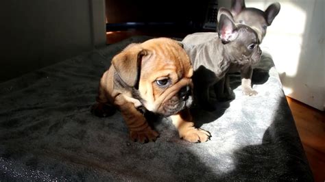 Lilac and tans are just stunning and very rare as they need double copies of 3 sets of rare recessive genes. Glamerous Frenchie (Lilac Tan & Marvelous Blue) - YouTube