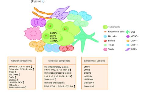 Components Of Tumor Microenvironment In Ebv Associated Malignancies