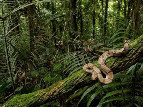 10 Facts About Congo Rainforest Fact File