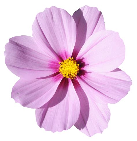 Flower Wallpaper Blossom Flower Png Download 12001233 Free