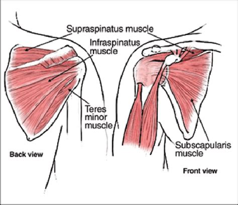 This diagram with labels depicts and explains the details of shoulder. The muscles and tendons that form the rotator cuff and stabilize the... | Download Scientific ...