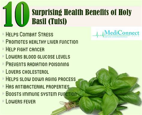 10 Surprising Health Benefits Of Tulsi Or Holy Basil Basil Health