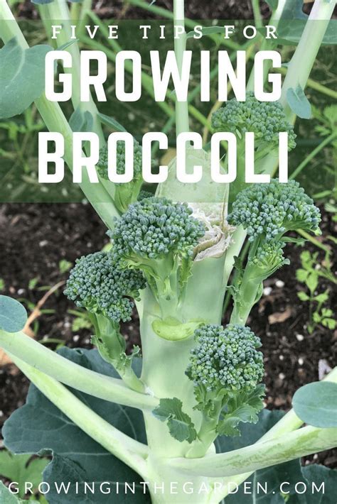 Five Tips For Growing Broccoli Growing Broccoli Vegetable Garden For