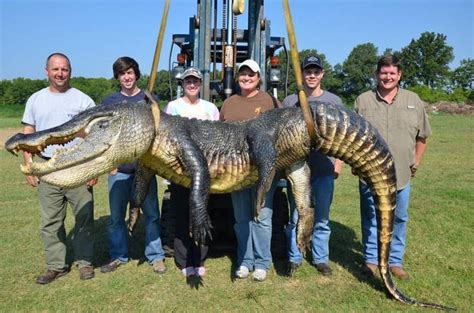 Two 700 Pound Alligators Were Killed In Mississippi Also Dinosaurs Are Real