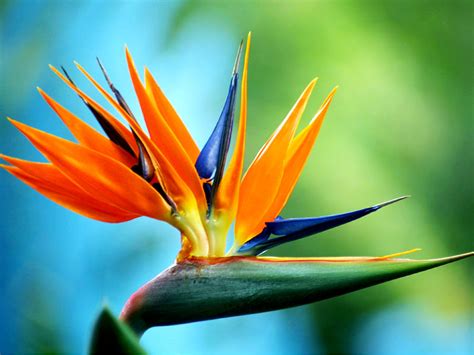 The Life Of Sweet Birds Secrets Of A Bird Of Paradise