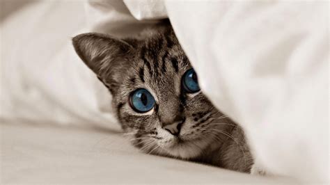 Download Wallpaper 2048x1152 Kitten Cat Face Blue Eyes Ultrawide