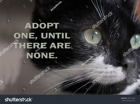 Domestic Stray Cat Adoption Poster Can Stock Photo 185774633 Shutterstock