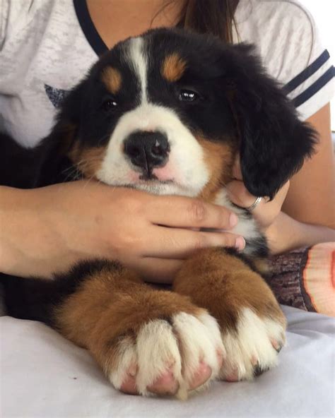 Bernese Mountain Dog Mountain Dogs Cute Puppies Dogs And Puppies