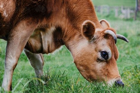 Image Of Jersey Cow Eating Grass Close Up Austockphoto
