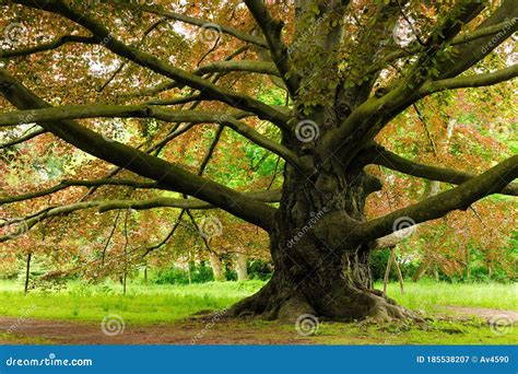 Mighty Copper Beech Tree Stock Image Image Of Branch 185538207