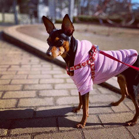 14 Pictures Only Miniature Pinscher Owners Will Think Are