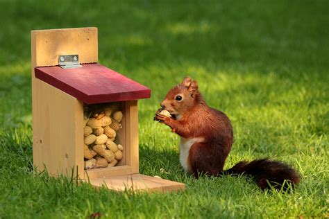 Brown Squirrel Eating Beside Brown And Red Wooden Nut Case Hd Wallpaper