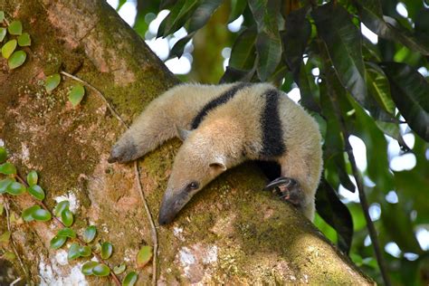 Mammals of Costa Rica | Flickr