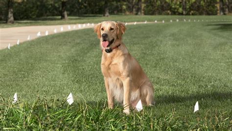 Watering needs change from season to season. Invisible Fence Flags in yard...Grrrrrrr!! | LawnSite.com™ - Lawn Care & Landscaping ...