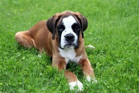 20 Cool Facts About The Boxer Dog