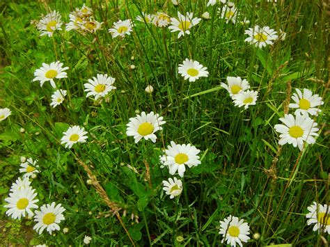 Daisy Field Free Stock Photo Public Domain Pictures