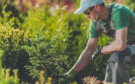 The Benefits Of Fall Tree Planting Twin Rivers Tree Service