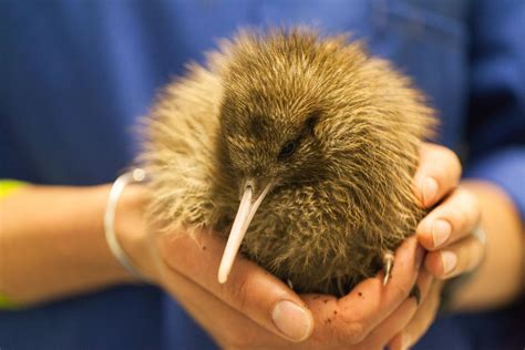 Southern Brown Kiwi Tokoeka New Zealand Birds Online