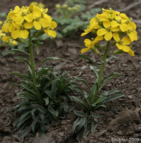 Check spelling or type a new query. 50+ best Colorado native plants images on Pinterest ...