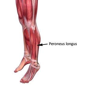 Symptoms tendonitis causes pain that increases with activity or stretching of the affected tendon. Pin on Running