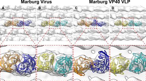 Mvd is a viral hemorrhagic fever (vhf), and the clinical symptoms are indistinguishable from ebola virus disease (evd). Figures and data in Ebola and Marburg virus matrix layers ...