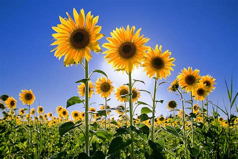 Sunflower Fields Clipart Clipground