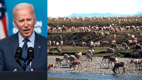 Biden Blasted For Suspending Oil Drilling Leases In Alaska Political