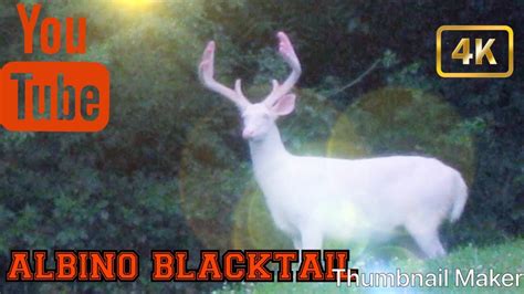Albino Level 3 Blacktail! "RARE" The Hunter call of the wild - YouTube