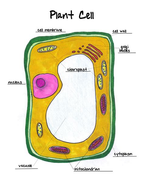 Plant Cell Labeled Worksheet