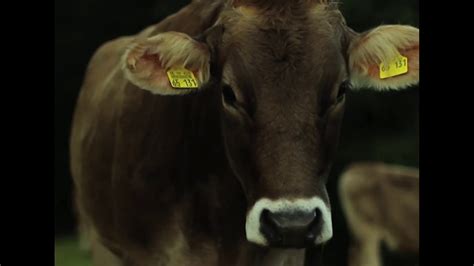 Корова Мычание Коровы звуки животных Развивающее видео для детей