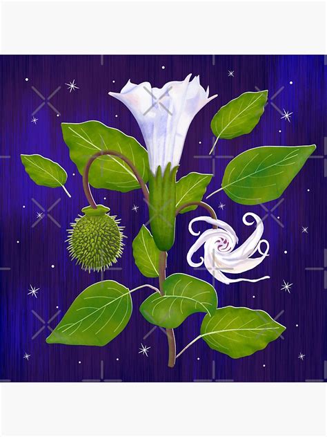 Sacred Datura Botanical Illustration Sticker For Sale By Artbyalesha