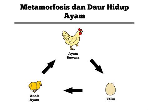 Metamorfosis Dan Daur Hidup Ayam Siklus And Pertumbuhan