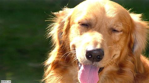 Köpek Resimleri Golden Retriever Dogs Golden Retriever Dog Yawning